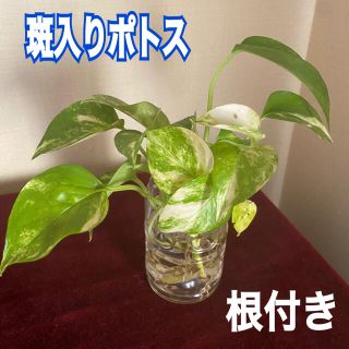 観葉植物 斑入りポトス 根付き 5本(その他)