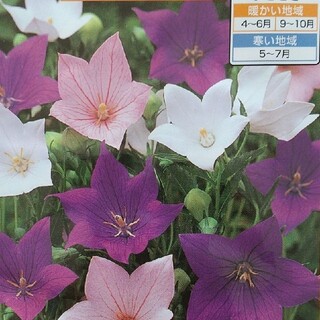 花の種      桔梗ミックス＋おまけ(その他)