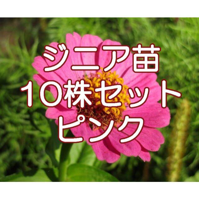 百日草（ジニア）の苗  10本セット(ピンク) 食品/飲料/酒の食品(野菜)の商品写真