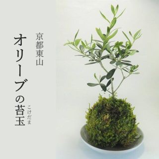 『オリーブの苔玉』伝説の樹★苔玉★繁栄と平和★観葉植物(その他)