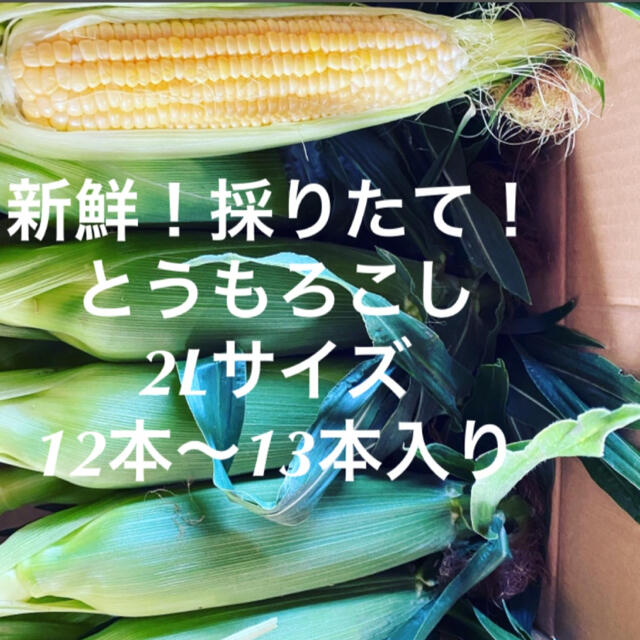 千葉県産　とうもろこし　13本 食品/飲料/酒の食品(野菜)の商品写真