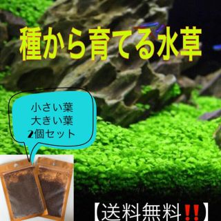 種から育てる水草【小さい葉と大きい葉】各5gセット(アクアリウム)