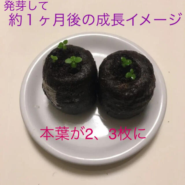 パンダガジュマル 種まきセットの通販 By ほのぼのs Shop ラクマ パンダガジュマル 種まきセットの通販 By ほのぼのs Shop ラクマ