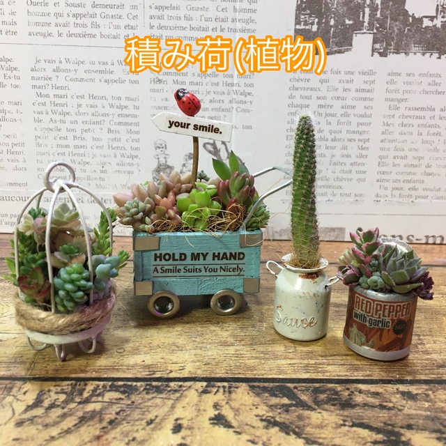 多肉植物の寄せ植え　Cocoa♡さま専用ページ ハンドメイドのフラワー/ガーデン(その他)の商品写真