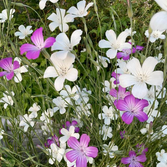 アグロステンマ   種　100粒　紫&白混合 ハンドメイドのフラワー/ガーデン(その他)の商品写真