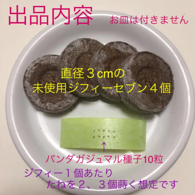 パンダガジュマル 種まきセット の通販 By ほのぼのs Shop ラクマ パンダガジュマル 種まきセット の通販 By ほのぼのs Shop ラクマ