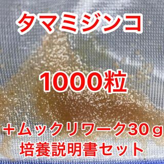 タマミジンコ飼育水 培養セット めだか、ベタ、金魚等の餌 稚魚に(ペットフード)