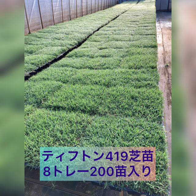 植え付け時期３月下旬９月上旬専用 芝生 ティフトン４１９芝苗 400苗(セルトレー２５穴×16トレー)