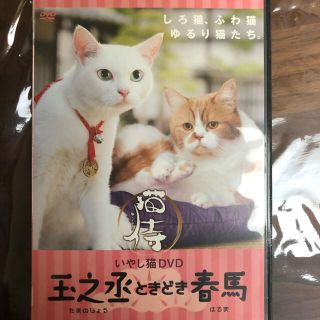 いやし猫DVD　猫侍　玉之丞ときどき春馬 DVD(趣味/実用)