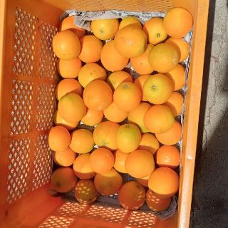 和歌山県産 バレンシアオレンジ(フルーツ)