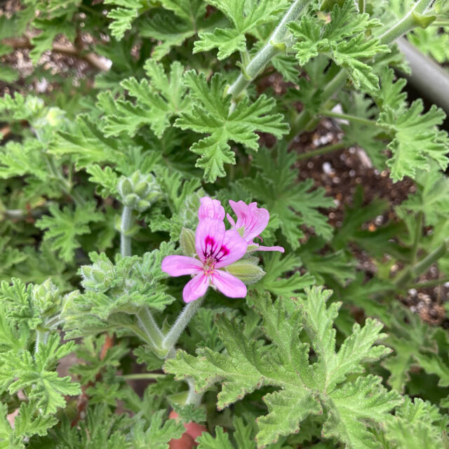 蚊連草　蚊嫌草　センテッドゼラニウム　根付き苗 ハンドメイドのフラワー/ガーデン(その他)の商品写真