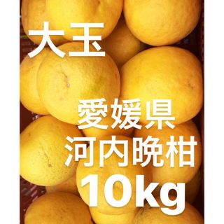 愛媛県　宇和ゴールド　河内晩柑　10kg(フルーツ)