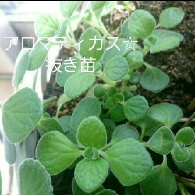 アロマティカス☆抜き苗 ハンドメイドのフラワー/ガーデン(プランター)の商品写真