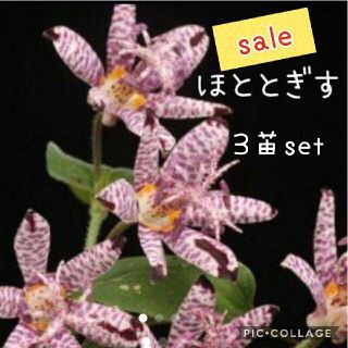 ホトトギス   ３苗set花苗(その他)