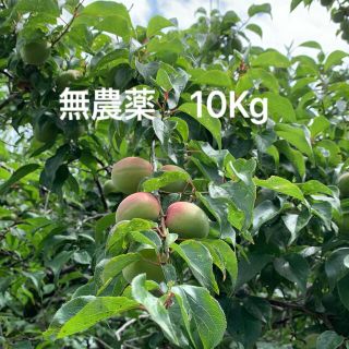 無農薬梅　10kg 送料込(野菜)