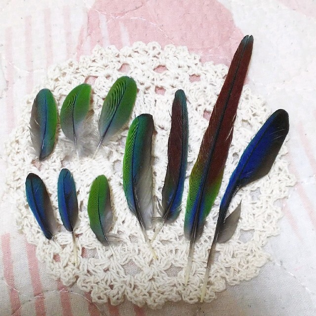 アオシンジュウロコインコの羽根10本セット❀小鳥❀ブルーグリーン ハンドメイドの素材/材料(各種パーツ)の商品写真