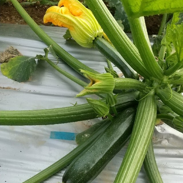 新鮮野菜【畑〜お野菜直送便♪ギュギュッと乾燥野菜入り】70サイズ農薬不使用 食品/飲料/酒の食品(野菜)の商品写真