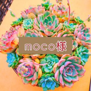 moco様　ご確認用(その他)