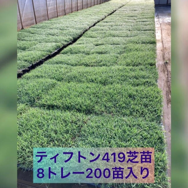 植え付け時期３月下旬９月上旬専用 芝生 ティフトン４１９芝苗 400苗(セルトレー２５穴×16トレー)