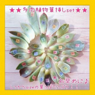 しっかりサイズあるよ(’-’*)♪多肉植物葉挿しセット(その他)