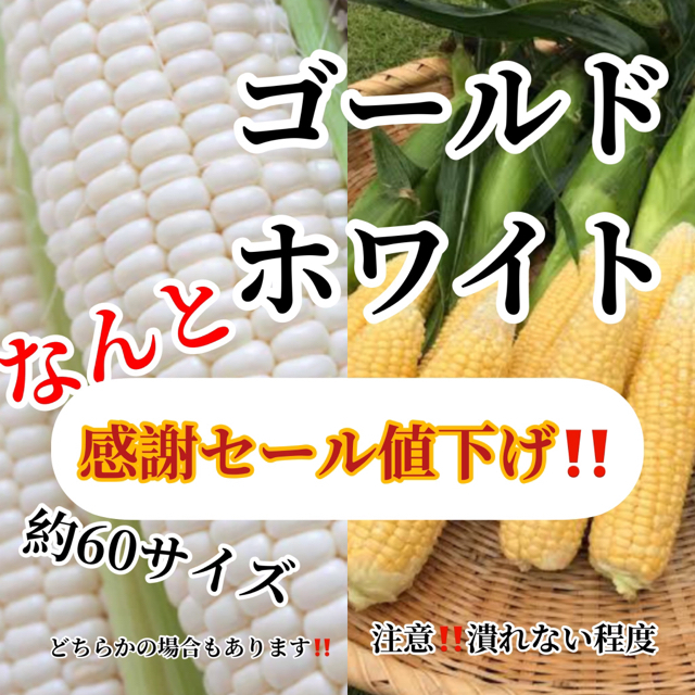 ３０秒畑の農家直送約60サイズゴールドホワイト入るだけ 食品/飲料/酒の食品(野菜)の商品写真