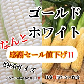 ３０秒畑の農家直送約60サイズゴールドホワイト入るだけ(野菜)