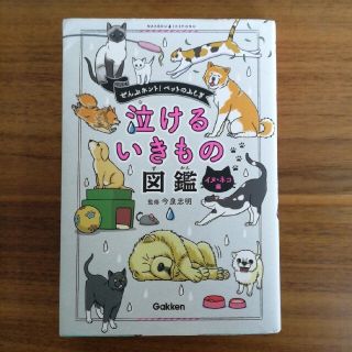 ちーこさん専用　泣ける・・・(絵本/児童書)