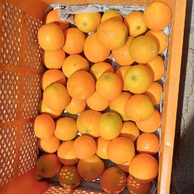 和歌山県産 バレンシアオレンジ 食品/飲料/酒の食品(フルーツ)の商品写真