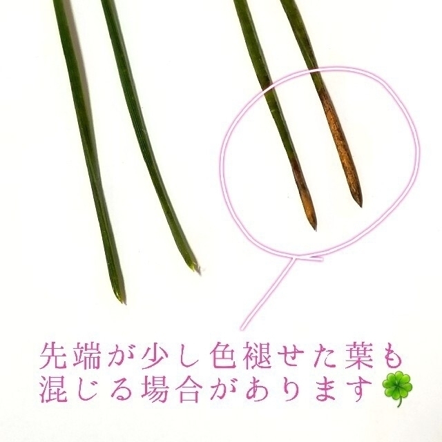 🍀大好評✨松の葉（生）100g🍀 食品/飲料/酒の健康食品(健康茶)の商品写真