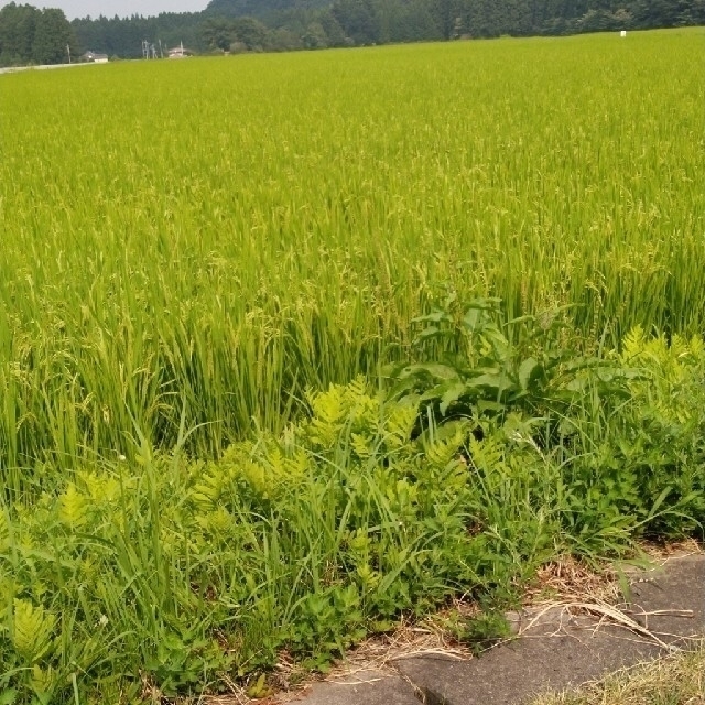 令和2年産栃木県特一等米コシヒカリ玄米30キロ無農薬にて、作ったお米です!!