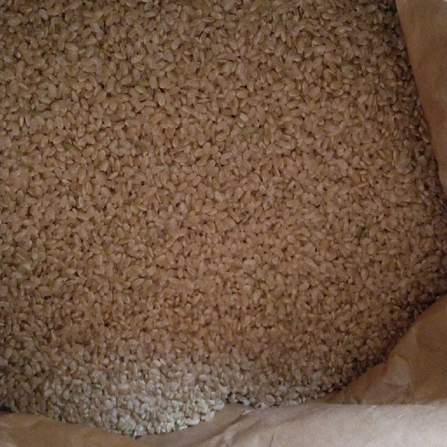 令和2年産栃木県特一等米コシヒカリ玄米30キロ無農薬にて、作ったお米です!!