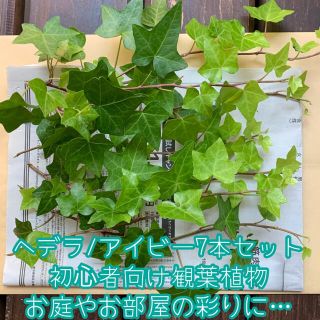 ヘデラ/アイビー7本セット＊初心者向け観葉植物＊本数追加可能1本20円＊ネコポス(野菜)