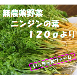 アボカド抹茶様専用　ニンジンの葉（間引きニンジン）　２，５ｋｇより(野菜)