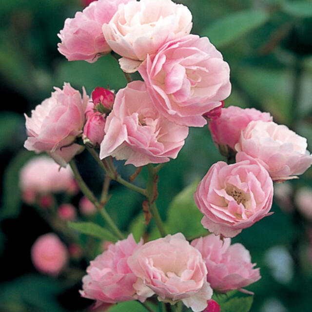 つるバラ　群舞　挿し木苗　根っこ付き　ピンクのバラ ハンドメイドのフラワー/ガーデン(その他)の商品写真