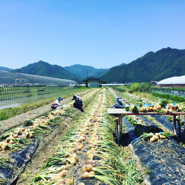 【吊るして保存出来る‼️玉ねぎ10k入】 食品/飲料/酒の食品(野菜)の商品写真