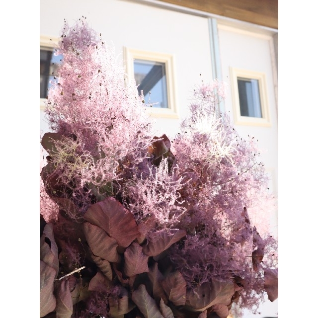 銅葉と芍薬の夏越し大人リース。スモークツリーリース。ドライフラワーリース❁ ハンドメイドのフラワー/ガーデン(リース)の商品写真
