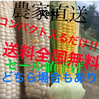 農家直送とうもろこしゴールドホワイトコンパクト入るだけ(野菜)