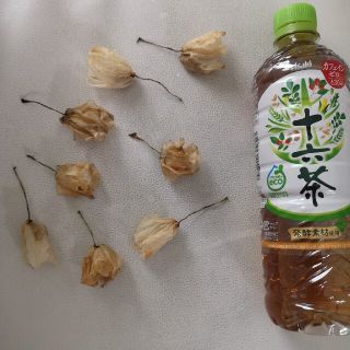 ドライフラワー　胡蝶蘭　8個(ドライフラワー)