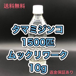 タマミジンコ飼育水 培養セット めだか、ベタ、金魚等の餌 稚魚に(ペットフード)