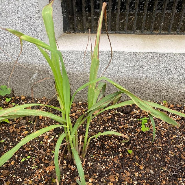 レモングラス苗３本 すぐ発送 食品/飲料/酒の食品(野菜)の商品写真