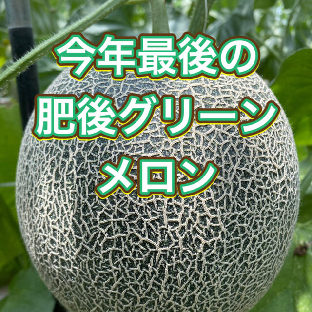 産地直送　熊本県産　肥後グリーンメロン　特大2玉入り 食品/飲料/酒の食品(フルーツ)の商品写真