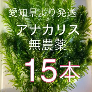 水草アナカリス　15本(アクアリウム)
