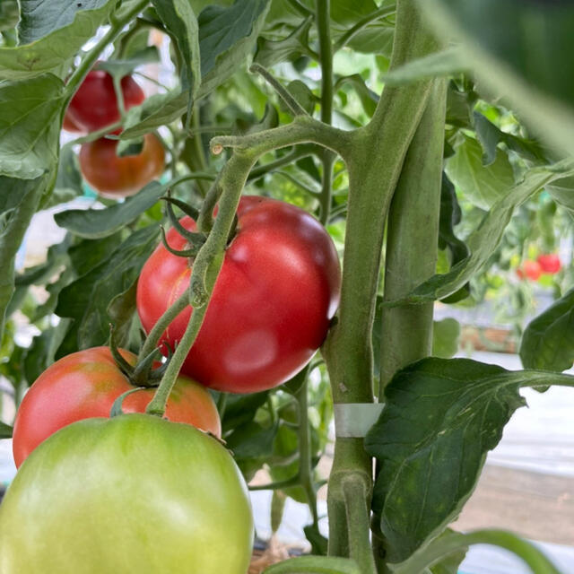 【産地直送‼️採れたて野菜をお届け❗️】 食品/飲料/酒の食品(野菜)の商品写真