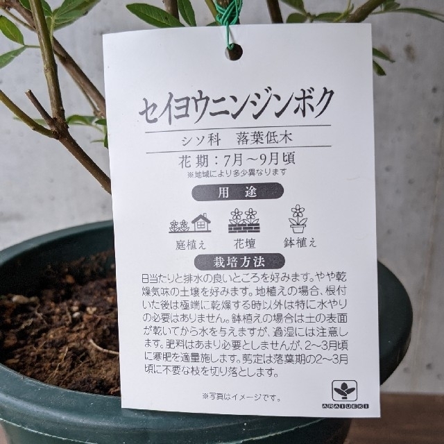 ✽ 西洋ニンジンボク ✽ セイヨウニンジンボク ✽ ハンドメイドのフラワー/ガーデン(プランター)の商品写真