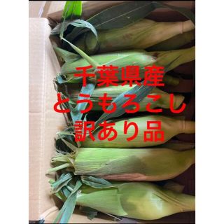 千葉県産　訳ありとうもろこし 10本(野菜)