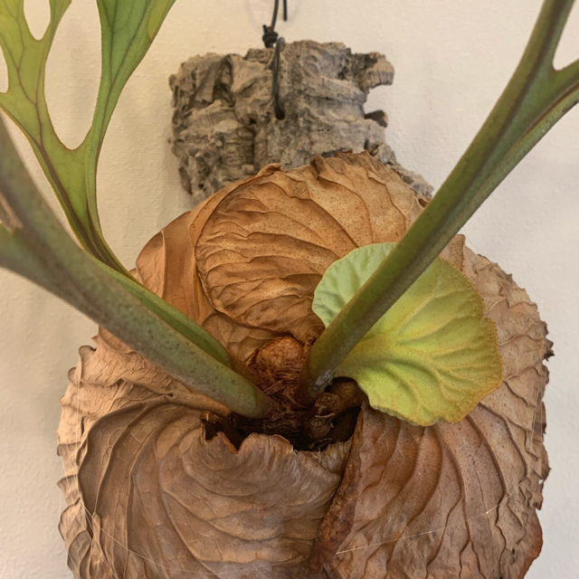 プラティセリウム リドレイ ワイルド ビカクシダ の通販 by tk_plants