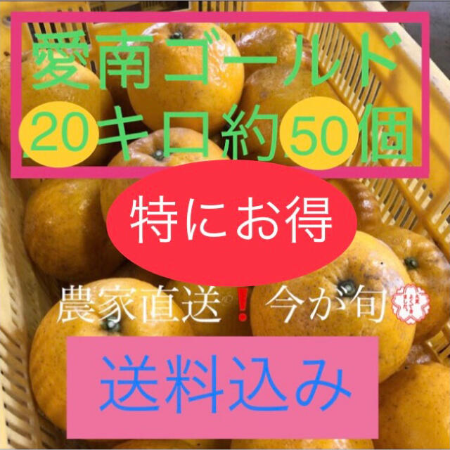 愛媛県産 農家直送 愛南ゴールド(河内晩柑) 食品/飲料/酒の食品(フルーツ)の商品写真