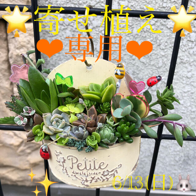 専用❤︎多肉植物❤︎寄せ植え❤︎このまま飾れます♪🪴🪴 ハンドメイドのフラワー/ガーデン(その他)の商品写真