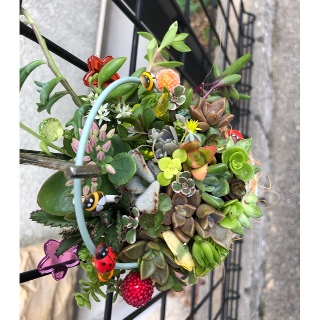 専用❤︎多肉植物❤︎寄せ植え❤︎このまま飾れます♪🪴🪴 ハンドメイドのフラワー/ガーデン(その他)の商品写真
