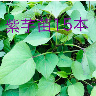 紫芋苗15本セール(野菜)